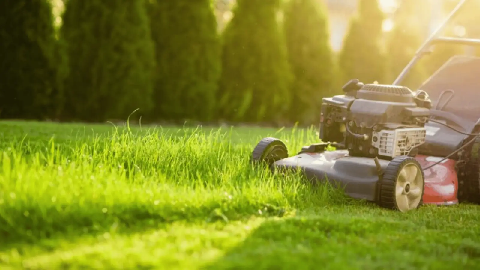 MDA Services — lawn care in High Range